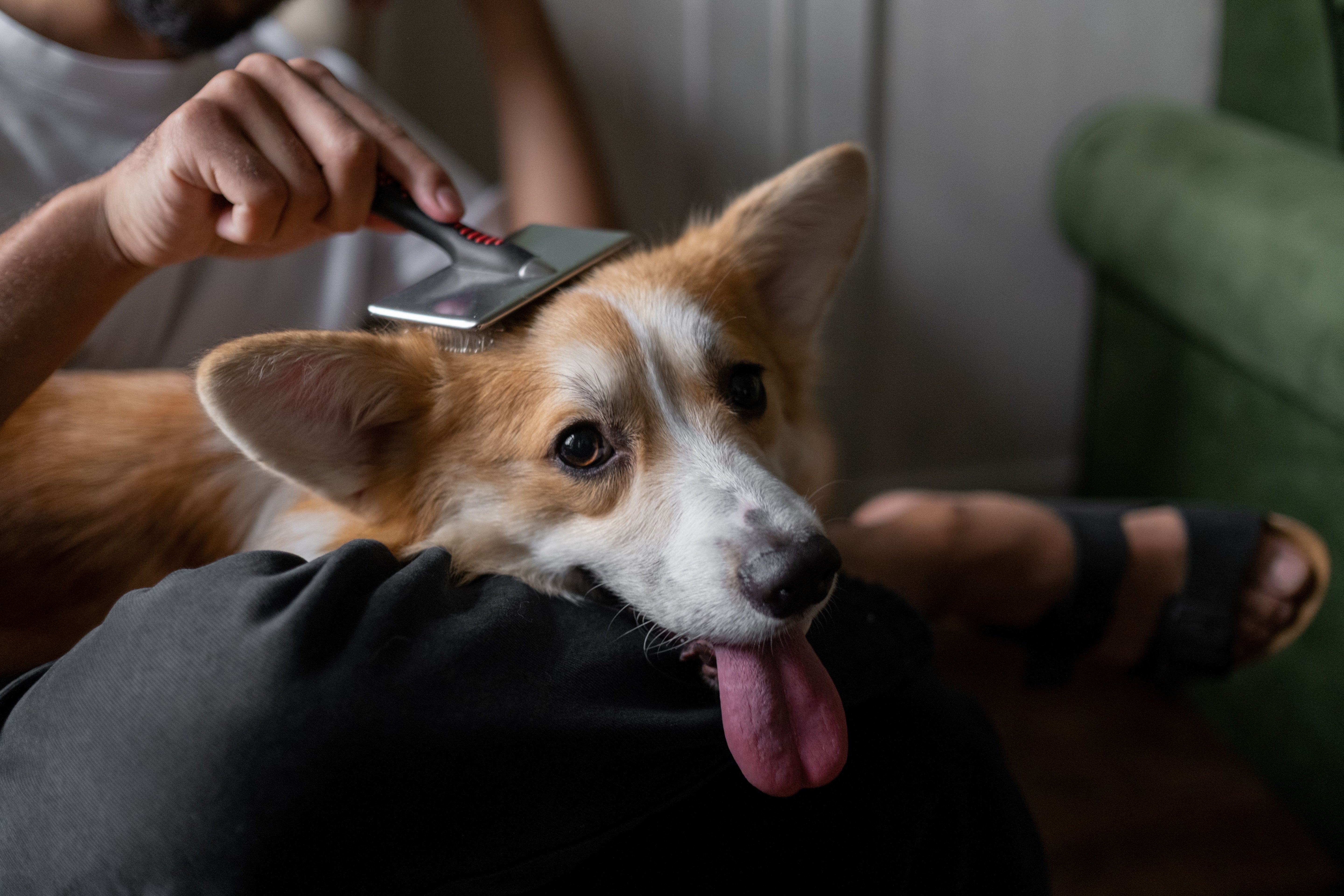Genorial Pet Care